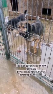 Собачий приют затопило в Видном
