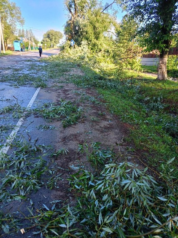 Ливень в Волоколамске — повалило деревья в Нелидово 25.07.2023