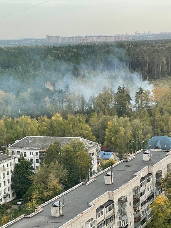 Пожар в Лобне — горит лес 24.09.2023