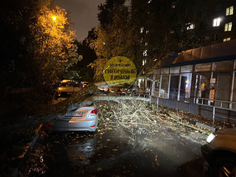 Осадки в химках в реальном времени. Деревья в Химках.