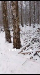 Деревья вырубили для благоустройства в Губернском лесу Чехова