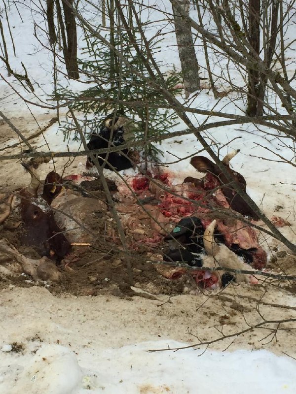 Туши животных и мусор выбросили около деревни Шатово в Серпухове