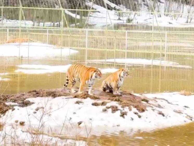 Парк с животными затопило в Клину