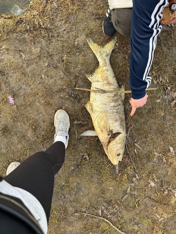 Мёртвая рыба плавает в пруду парка в Электроуглях