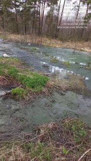 Неочищенные сточные воды сбрасываются на земли Ногинска