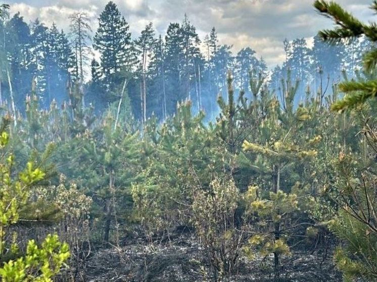 Пожар в Балашихе — в лесу 16.05.2024